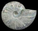 Inch Silver Iridescent Ammonite - Madagascar #5208-1